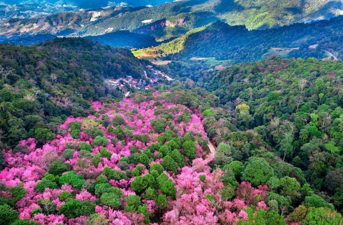 leh-valley-of-flowers