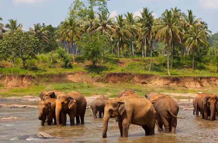 elephant drinking water